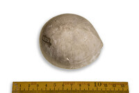 F 16082
<br/>
<br/>
<em></em>